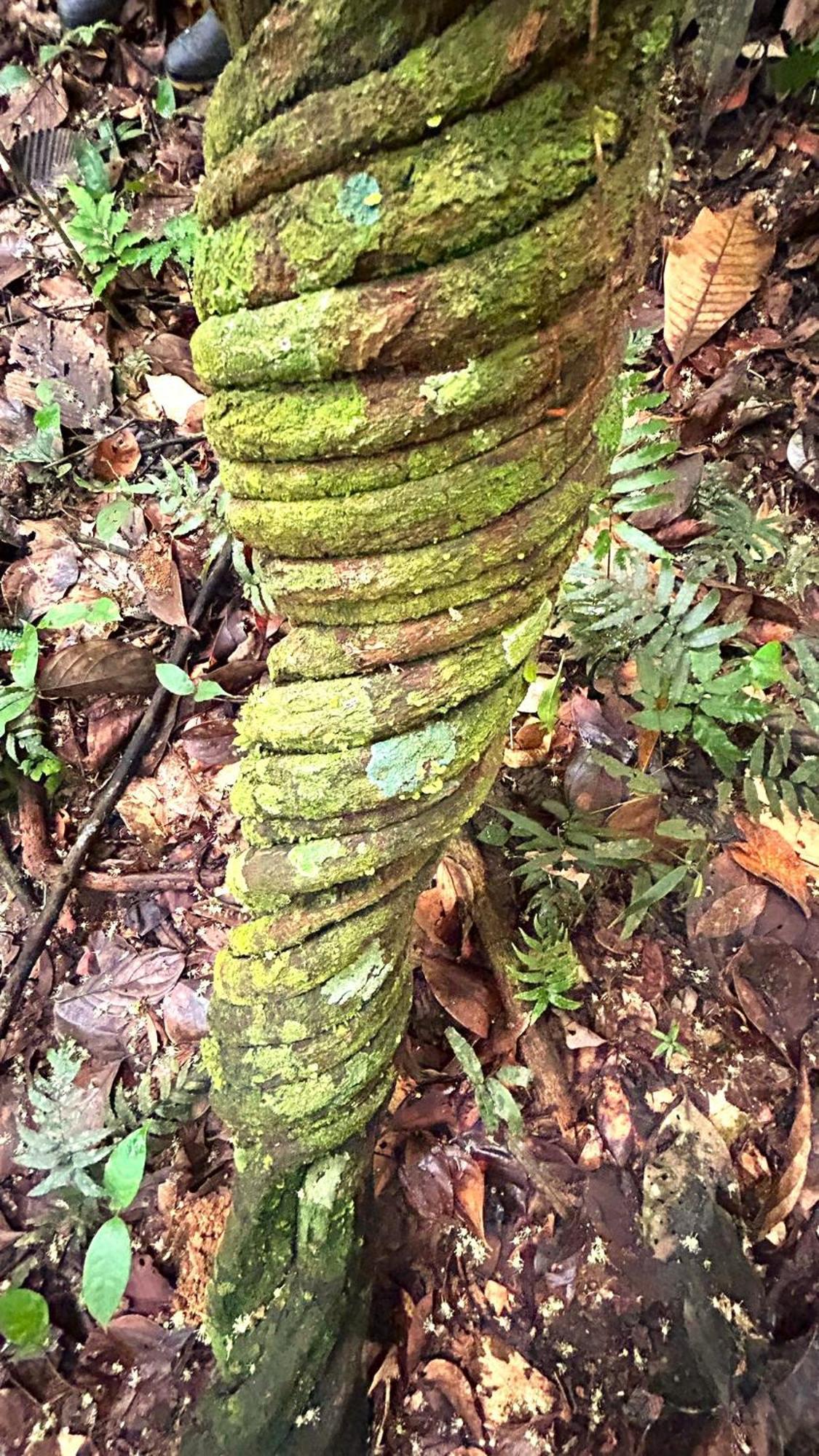 Ahuano Gaia Amazon Eco Lodge מראה חיצוני תמונה