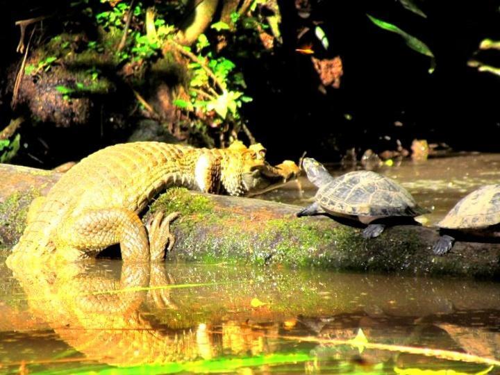 Ahuano Gaia Amazon Eco Lodge מראה חיצוני תמונה