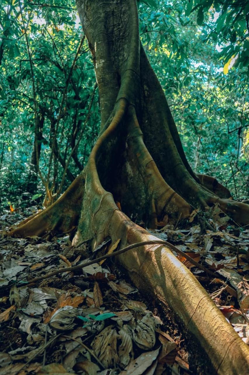 Ahuano Gaia Amazon Eco Lodge מראה חיצוני תמונה