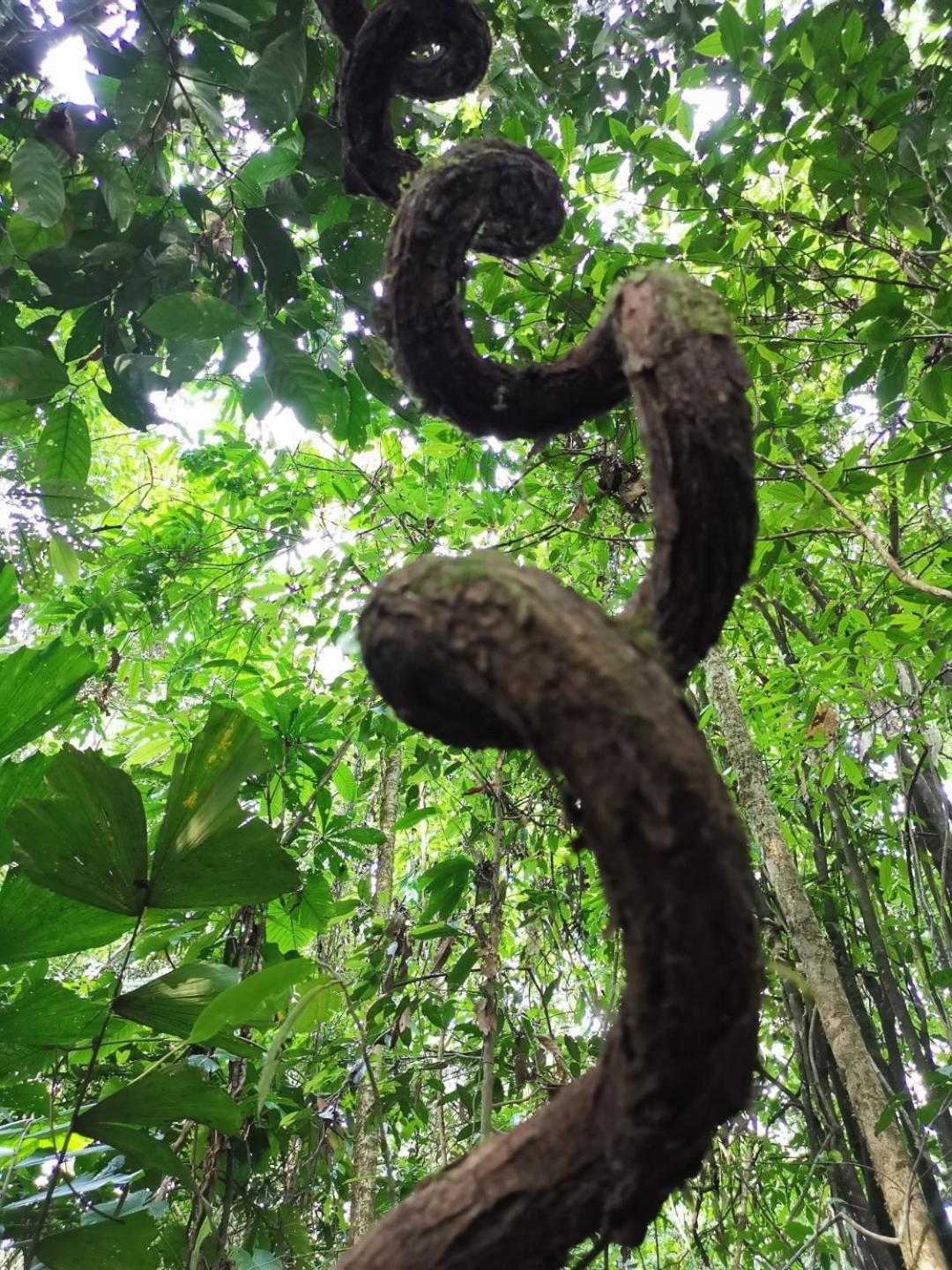 Ahuano Gaia Amazon Eco Lodge מראה חיצוני תמונה