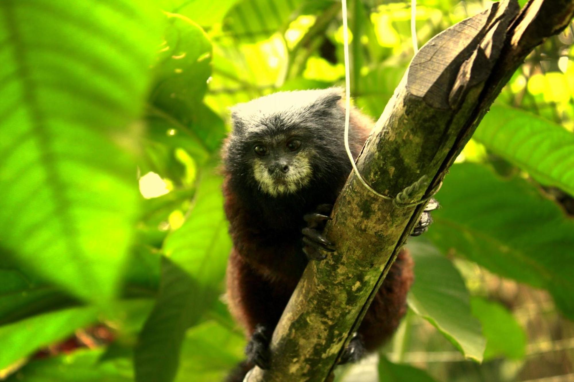 Ahuano Gaia Amazon Eco Lodge מראה חיצוני תמונה