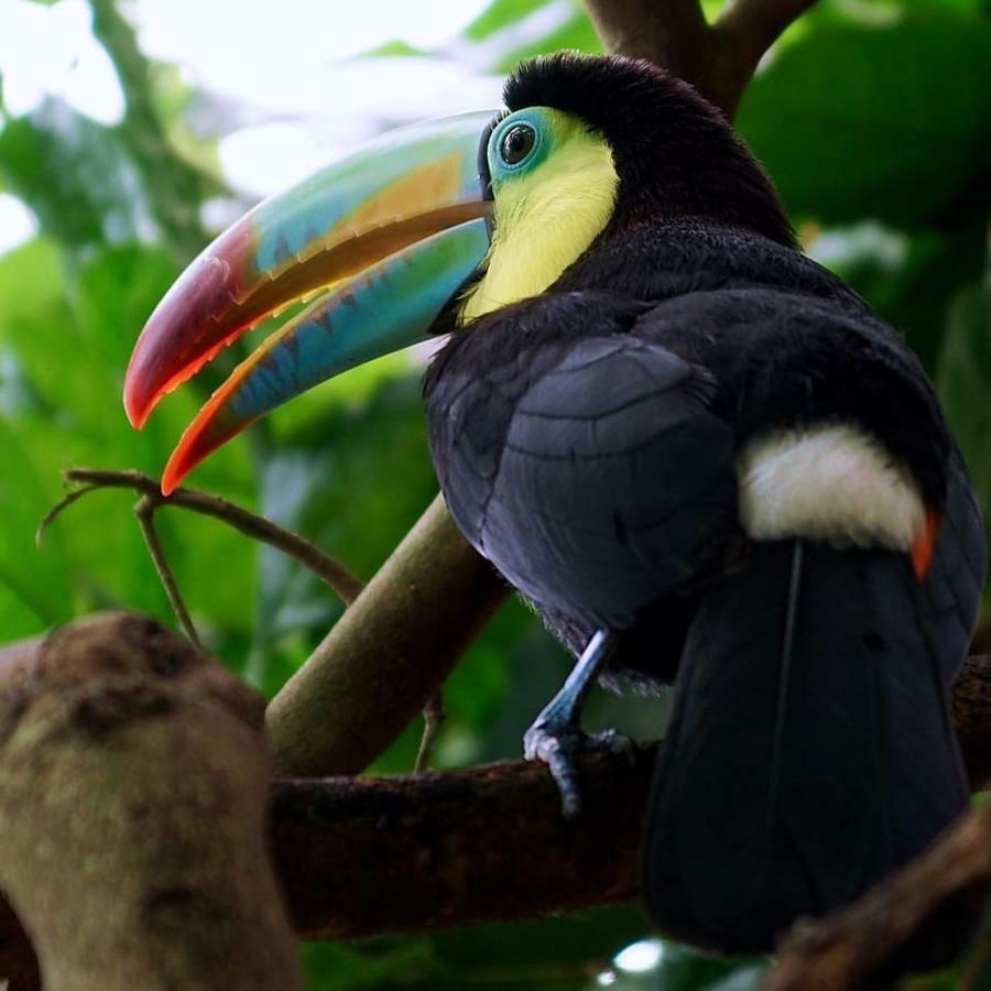 Ahuano Gaia Amazon Eco Lodge מראה חיצוני תמונה